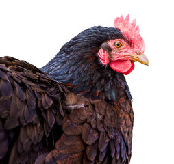 Portrait of a black chicken on a white isolated background_