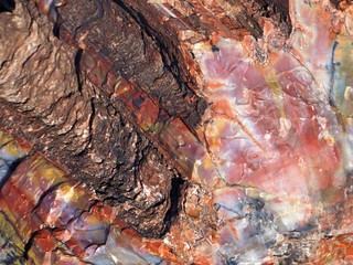 Close-up of Petrified Wood with Varying Texture and Color
