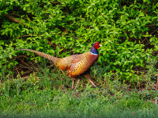 pheasant in the woods
