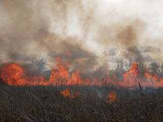 Polonne / Ukraine - 21 February 2019: Natural disaster, fire destroying cane grass and bush at riverbank