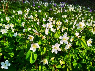 Beautiful forest flowers with bright green leaves in the sun rise