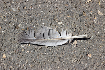 Pigeon feather grey gray street pavement asphalt