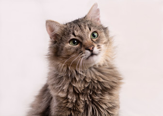 cat on white background