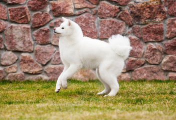 Akita dog on the grass