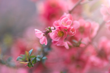 Fototapeta na wymiar fleur au printemps