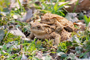Common toads (Bufo bufo) in amplexus