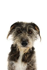 PORTRAIT SERIOUS BLACK DOG ISOLATED ON WHITE BACKGROUND.