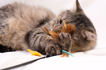 cat on white background