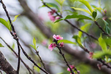Chiangmai Sakura 