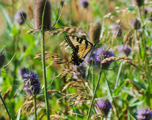 Butterflies and flowers