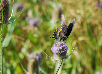 Butterflies and flowers