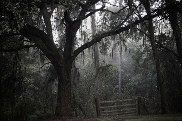 Foggy Morning in Florida