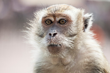 Malaysian Macaque