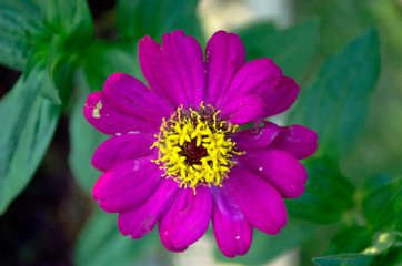 Obraz premium flower in the garden