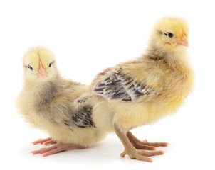 Small chickens  isolated.
