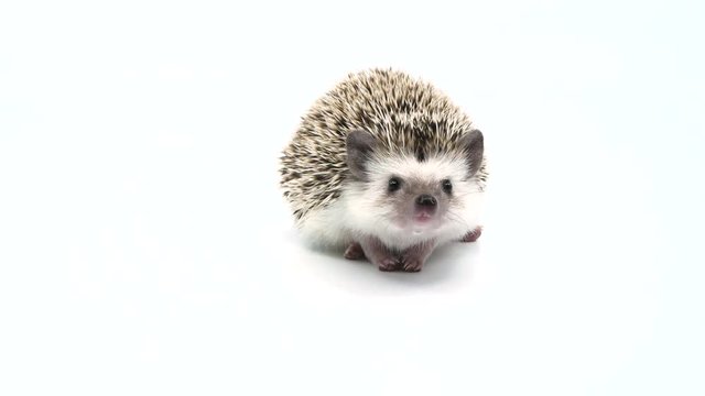 Derpy hedgehog sniffing around and looking at camera