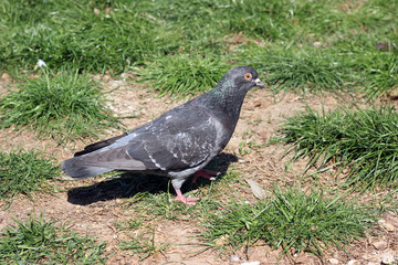 Pigeon walking on ground grass city park