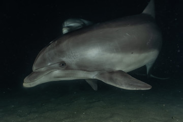 Dolphin swimming in the Red Sea, Eilat Israel