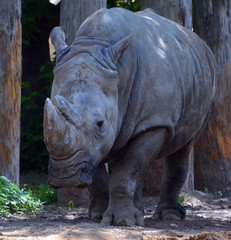 The white rhinoceros or square-lipped rhinoceros is the largest extant species of rhinoceros.  It has a wide mouth used for grazing and is the most social of all rhino species © Daniel Meunier