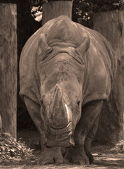 The white rhinoceros or square-lipped rhinoceros is the largest extant species of rhinoceros.  It has a wide mouth used for grazing and is the most social of all rhino species © Daniel Meunier