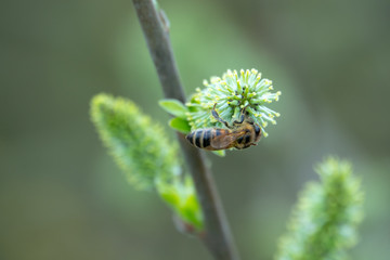 a bee flies from blossom to blossom