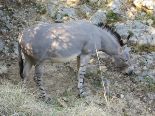 Donkey in the zoo