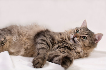 cat on white background