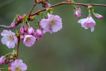 a close-up of pink blossoms in spring