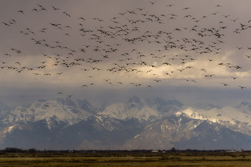 Naklejka premium Sandhill Cranes in Colorado