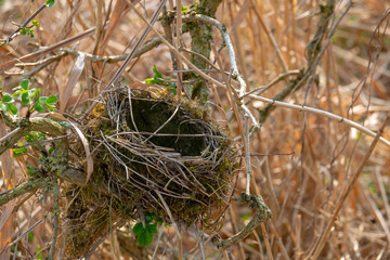 an empty bird's nest in a shrub