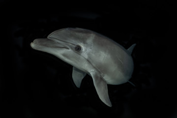 Dolphin swimming in the Red Sea, Eilat Israel