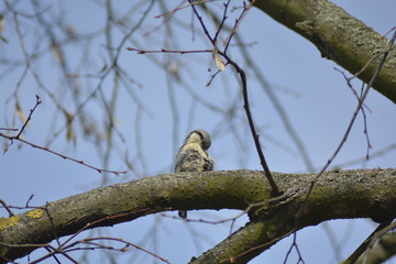 Kowalik © Magdalena