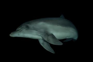 Fototapeta premium Dolphin swimming in the Red Sea, Eilat Israel