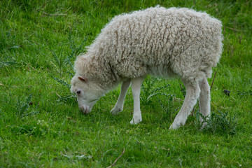 Schaf