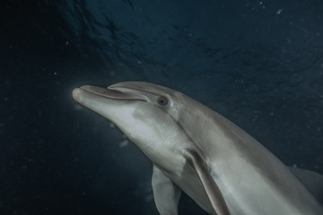 Naklejka premium Dolphin swimming in the Red Sea, Eilat Israel