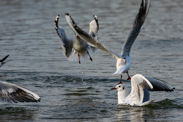 Seagulls landing on water