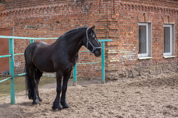 Red Horse gallops in the sand in a pen, without people.