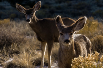 Mule Deer in Backlight