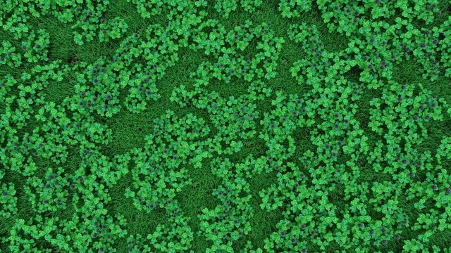 camera moves over a grassy clearing with a densely growing clover