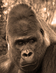 Gorillas are ground-dwelling, predominantly herbivorous apes that inhabit the forests of central...