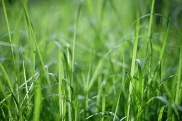 green grass with water drops