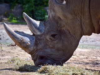 The white rhinoceros or square-lipped rhinoceros is the largest extant species of rhinoceros.  It has a wide mouth used for grazing and is the most social of all rhino species © Daniel Meunier