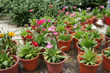 Dianthus flower planted in small pot in plant nursery