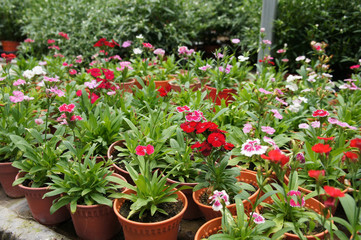 Dianthus flower planted in small pot in plant nursery
