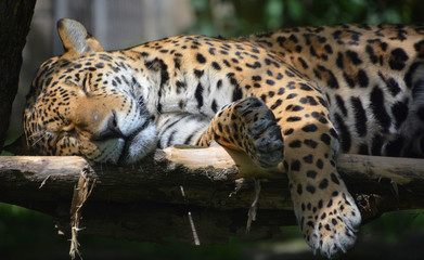 Jaguar is a cat, a feline in the Panthera genus only extant Panthera species native to the...