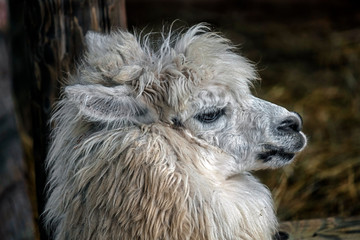 White llama's head. Latin name - Lama glama	