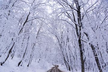 forest in winter