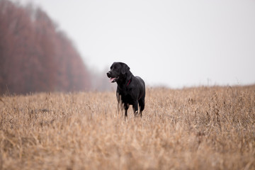 Labrador dog breed in the autumn field