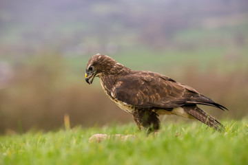 Common Buzzard (Buteo buteo) feeding on a rabbit in the mid-Wales countryside, UK