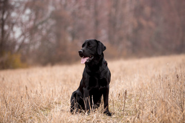 Fototapeta premium Labrador dog breed in the autumn field
